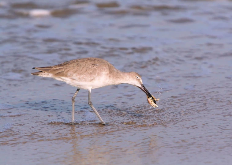 a white and brown bird with its beak in it's mouth