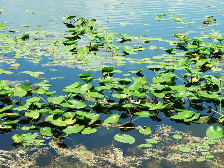 water lilies growing on the surface of a lake