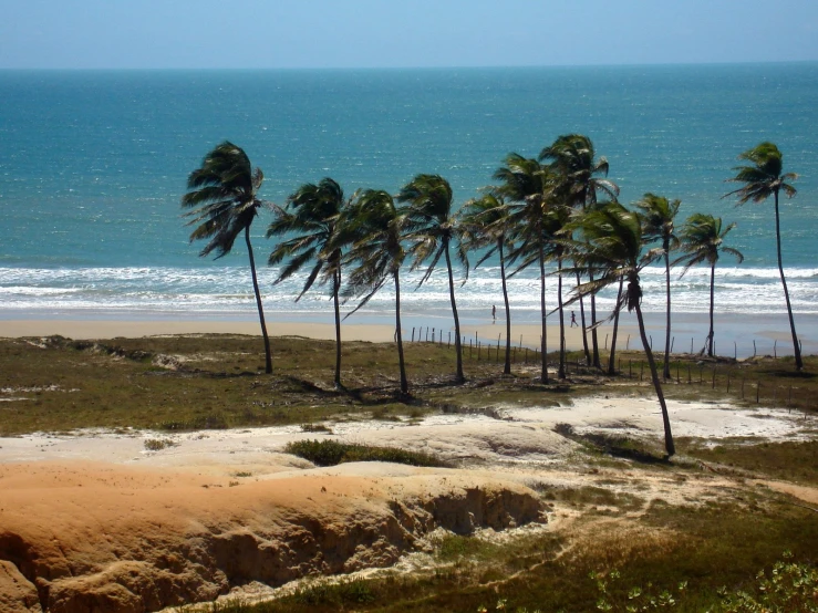 several palm trees near the water by the beach