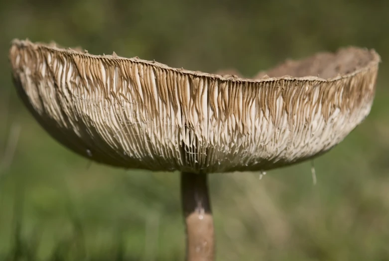 a close up of an old mushroom like object