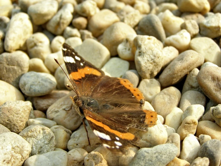 a small erfly that is standing on some rocks