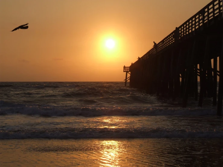 a bird flying near the beach with a pier in the background