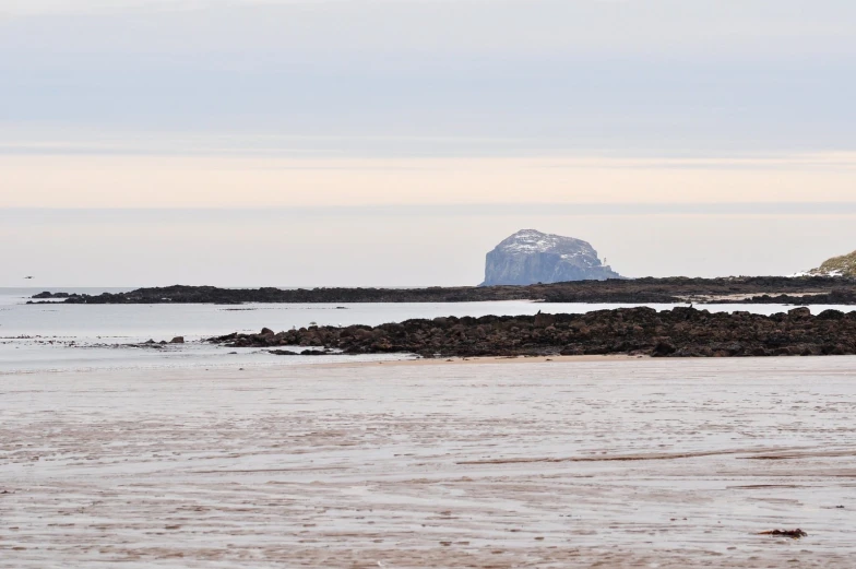 a lone bird stands alone on the beach