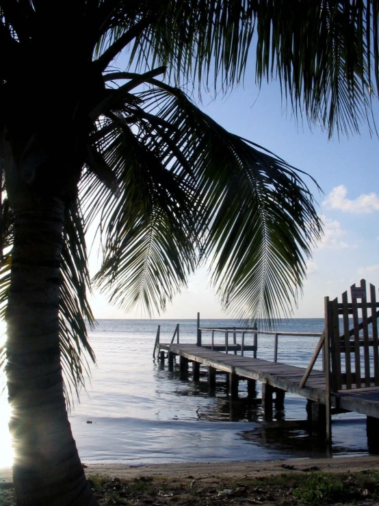 a dock on the ocean next to a palm tree