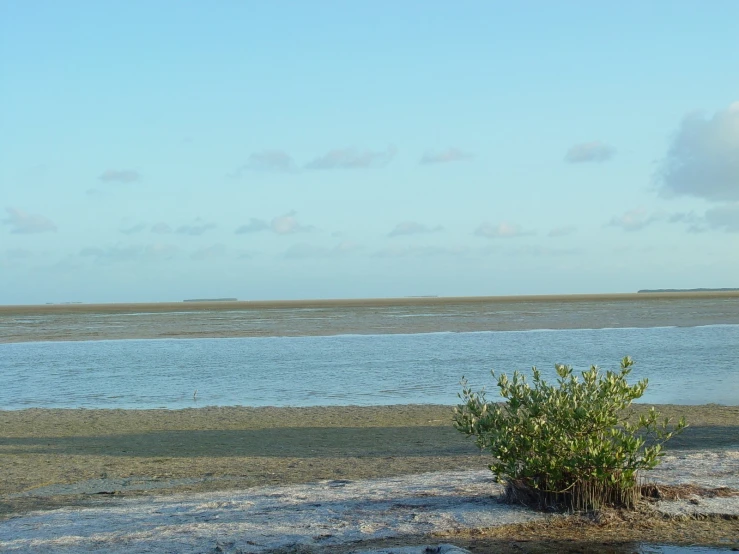 a lone leafy plant on the beach looking out over the water