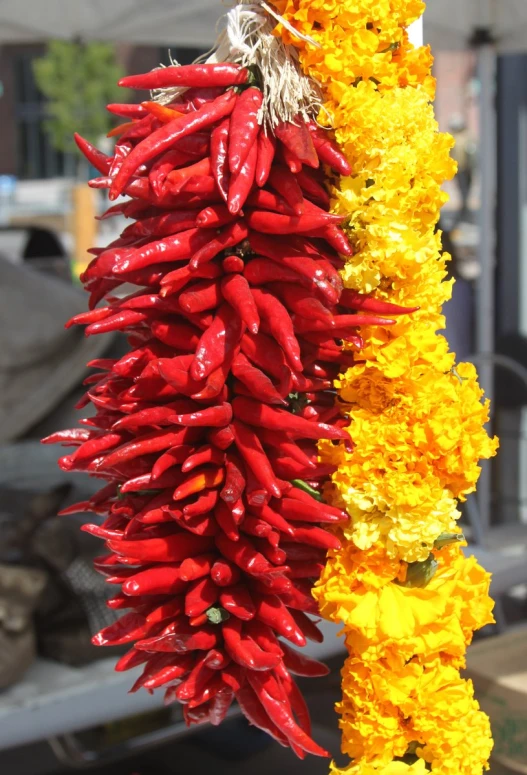 various red and yellow flowers hanging from the tree