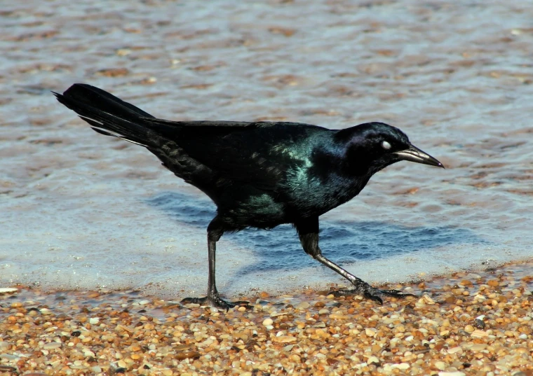 a black bird with a long beak walking on a sand and water surface