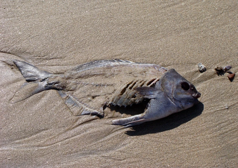 a dead fish is on the sand by itself