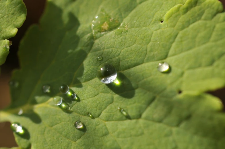 several water droplets are being soaked on a leaf