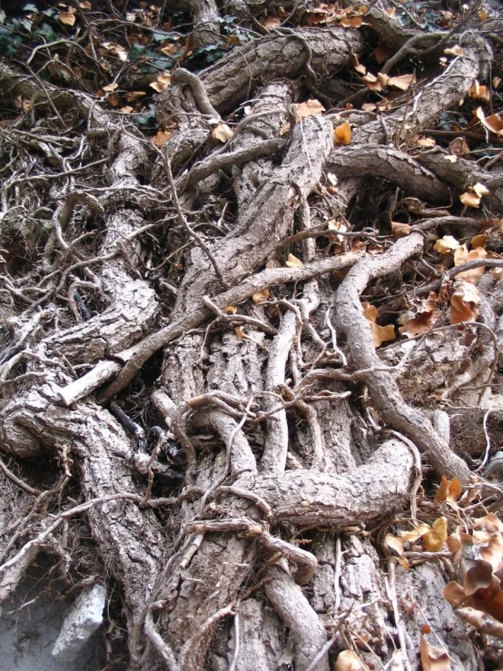 many trees that are uprooted with roots