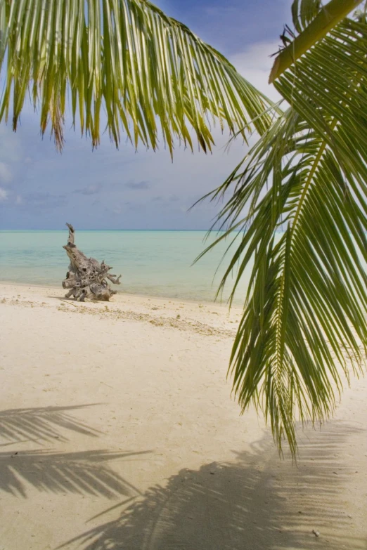 the shadow on the white sand shows a unique look