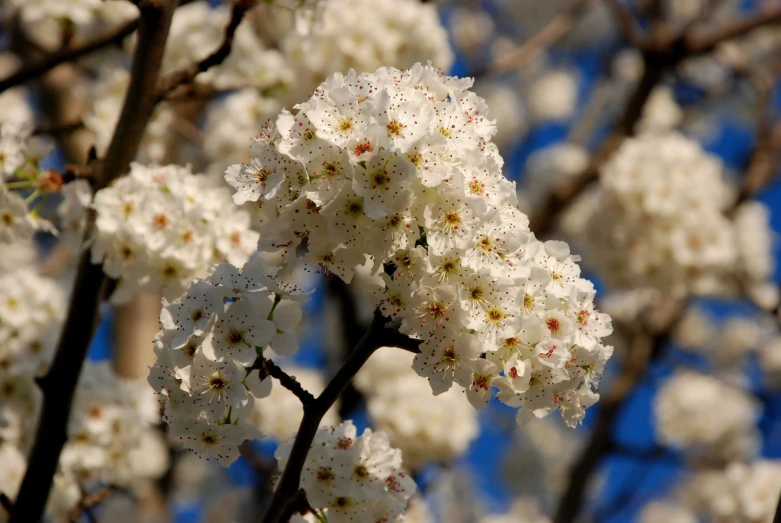 a bunch of white flowers on the nches of a tree