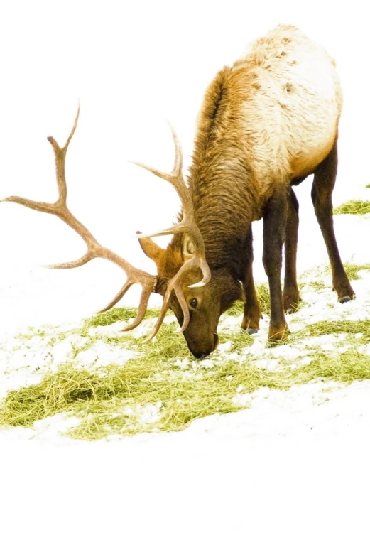 an animal with antlers in it's mouth eating grass
