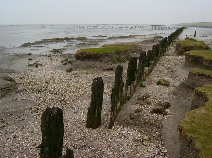 a sandy beach next to the ocean covered in weeds and sticks