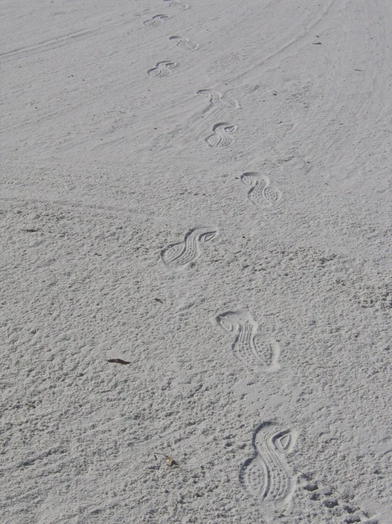 the dog walks in his tracks in the sand