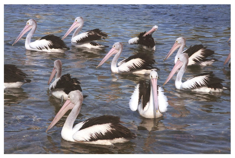 a bunch of birds sitting in the water together