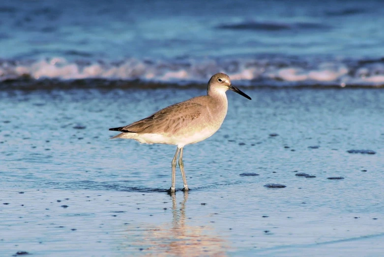 a white and beige bird standing in the water on a beach