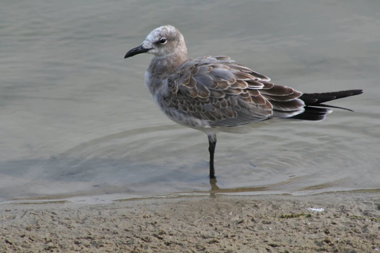 the seagull is standing on the sand by the water