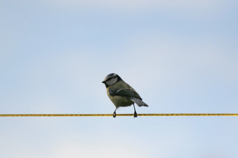 a small bird sitting on top of a yellow line