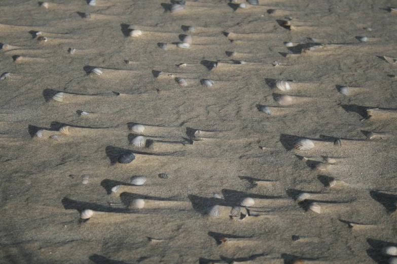a sandy area with small white and black birds on it