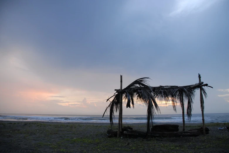 a large palm tree next to some rocks