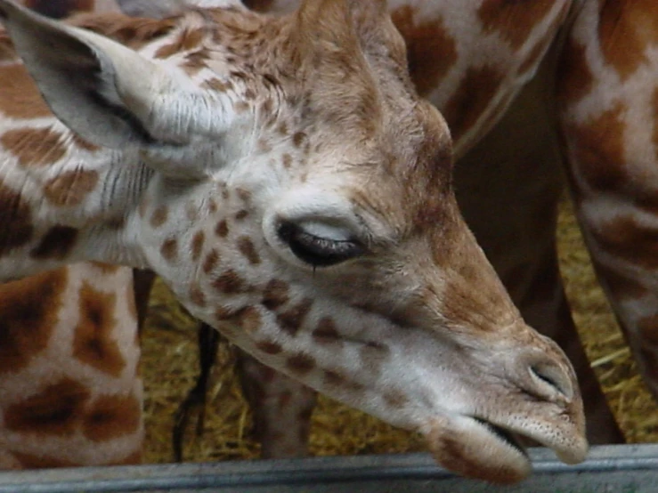 a giraffe with it's head leaning over a metal pole