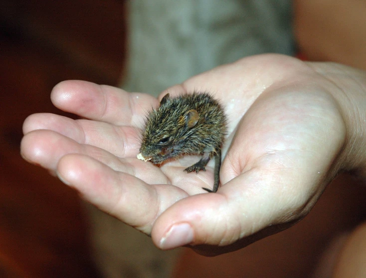small animal in someone's hands next to wood