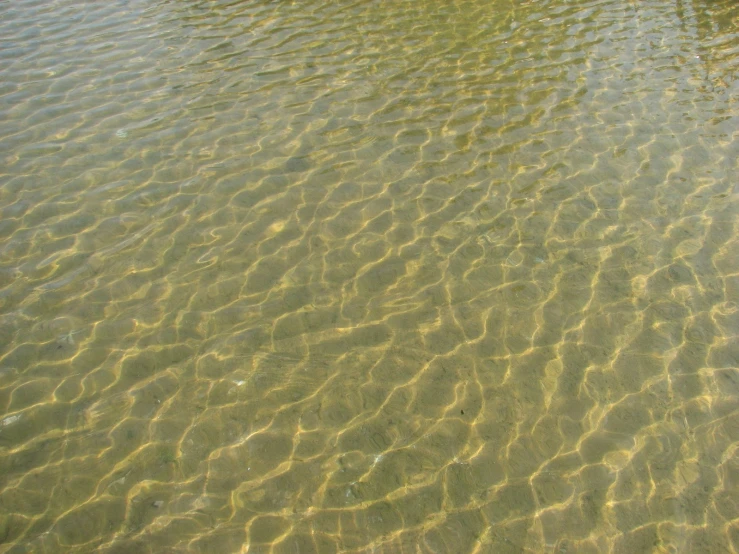 the sand is greenish with algae growing on it