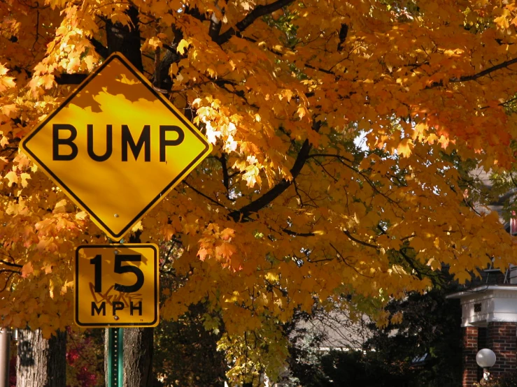 a bump ahead sign in front of a large autumn tree