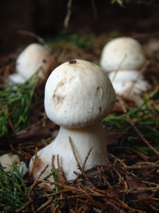 a group of mushroom's sit together in the grass