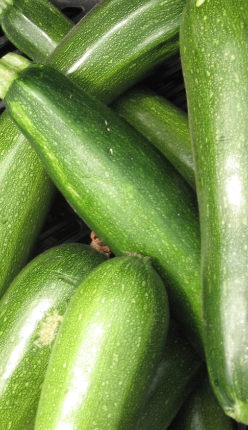 close up view of a pile of green zucchini
