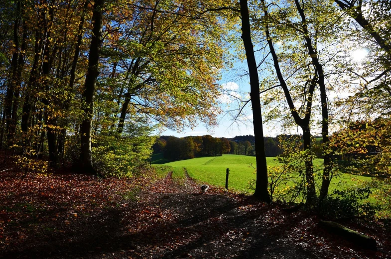 a dirt road in the woods by a field