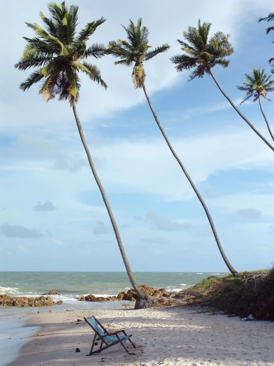 the beach is lined with palm trees near the ocean