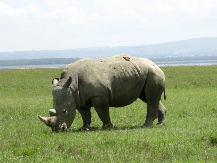 a rhino grazing on some green grass on the plains