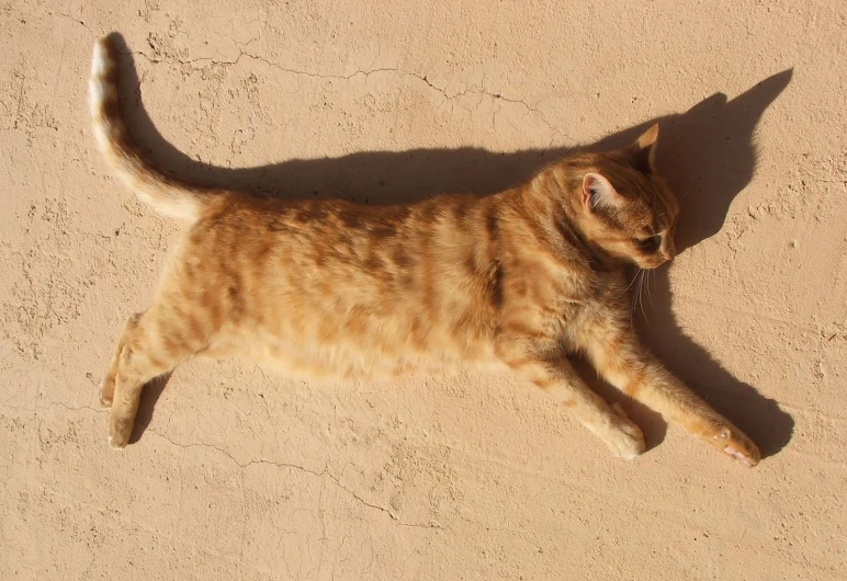 an orange cat lying on the sand with its head down