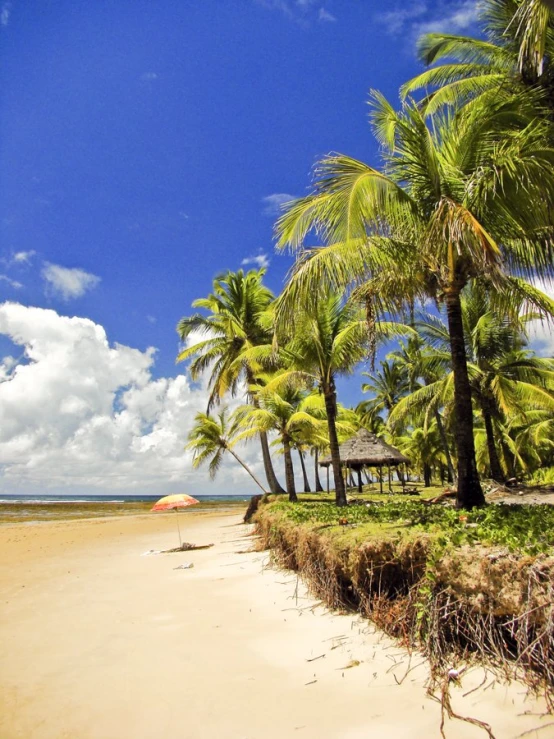 palm trees stand on the beach in front of a hut