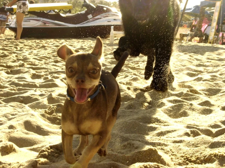 two small dogs playing in the sand on a beach