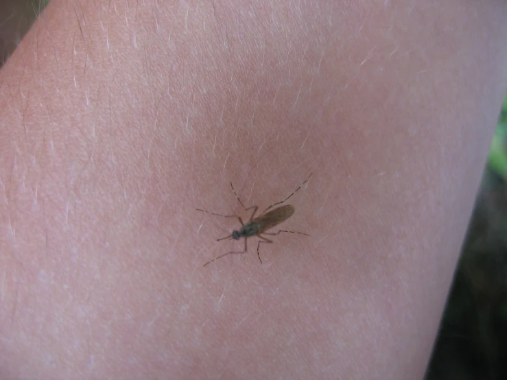 a small insect crawling on the skin of a person's leg