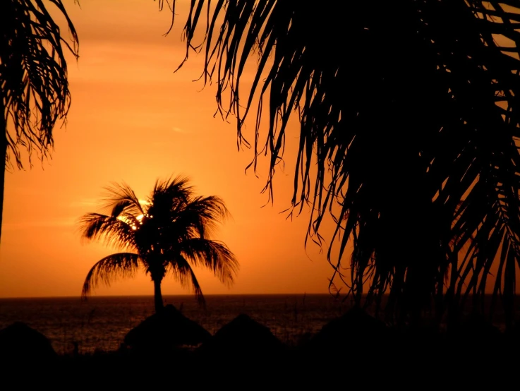 a sunset through two palm trees and some sand