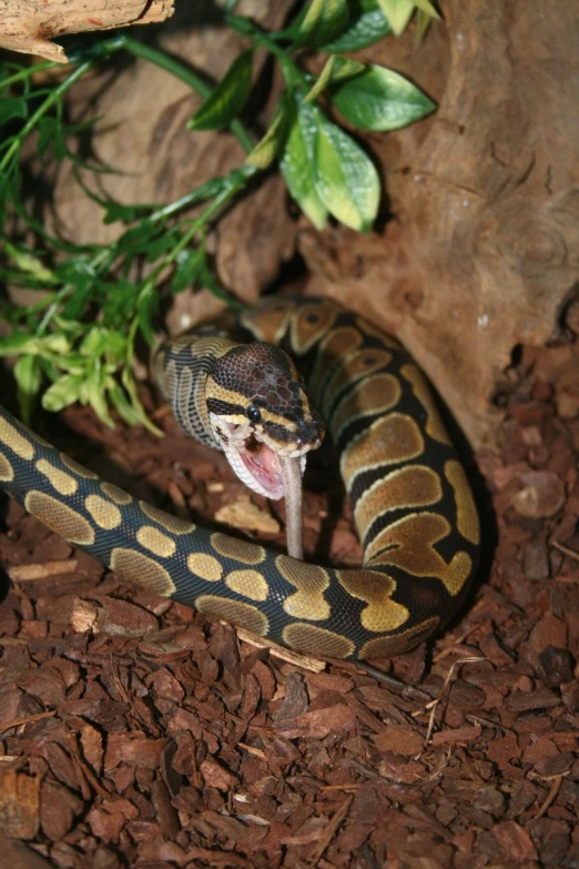 a large snake on the ground with its tongue out