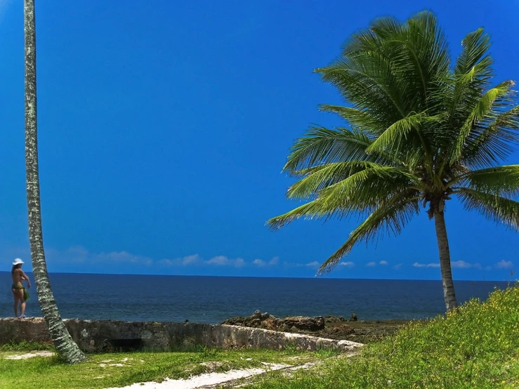 a person standing on a beach area with a palm tree