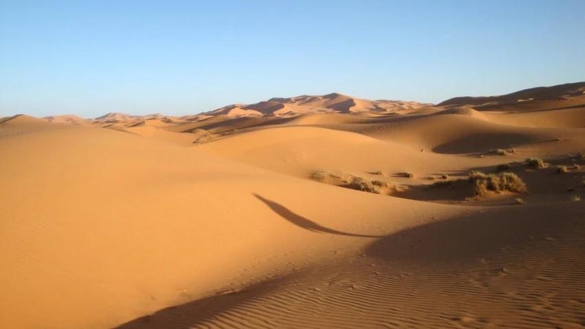 a desert with sand dunes and trees