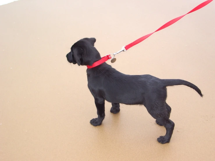 a small black dog with a red leash