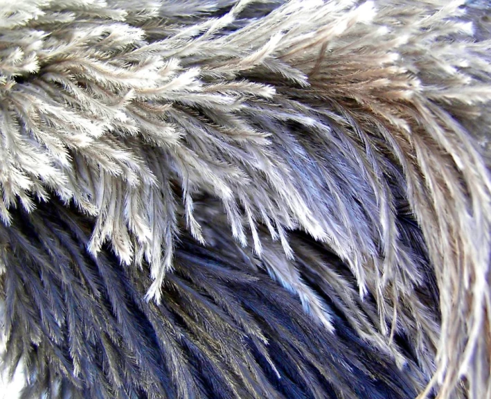 the feathers of a bird's tail are white and gray