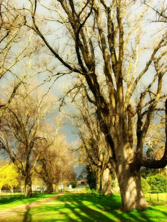 a tree with many nches stands in a grass field