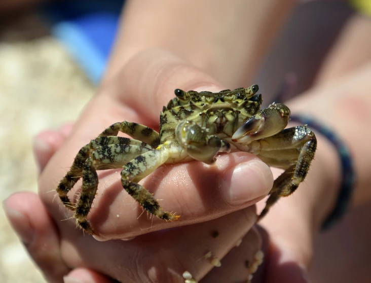 this is a crab on the palm of someones hand