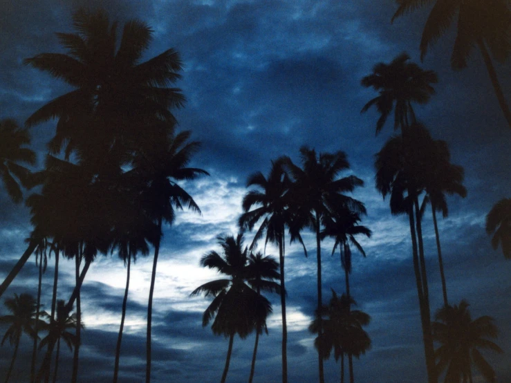 a line of palm trees silhouetted against the night sky