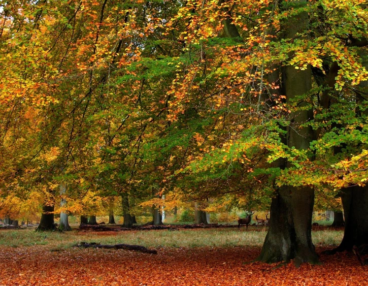 a tree with some yellow and orange leaves in a field