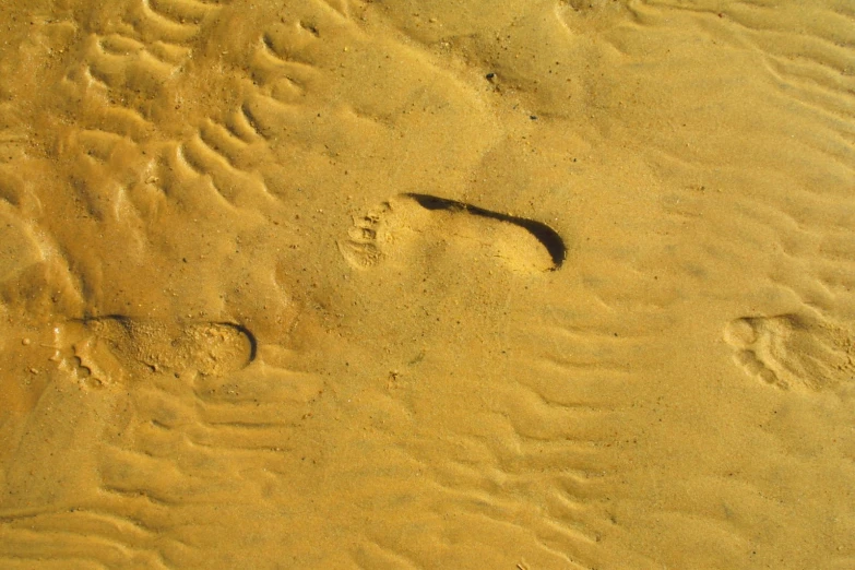 footprints in the sand and footprints of a bird