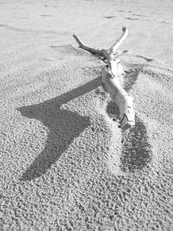 an animal skull is on the ground in the sand